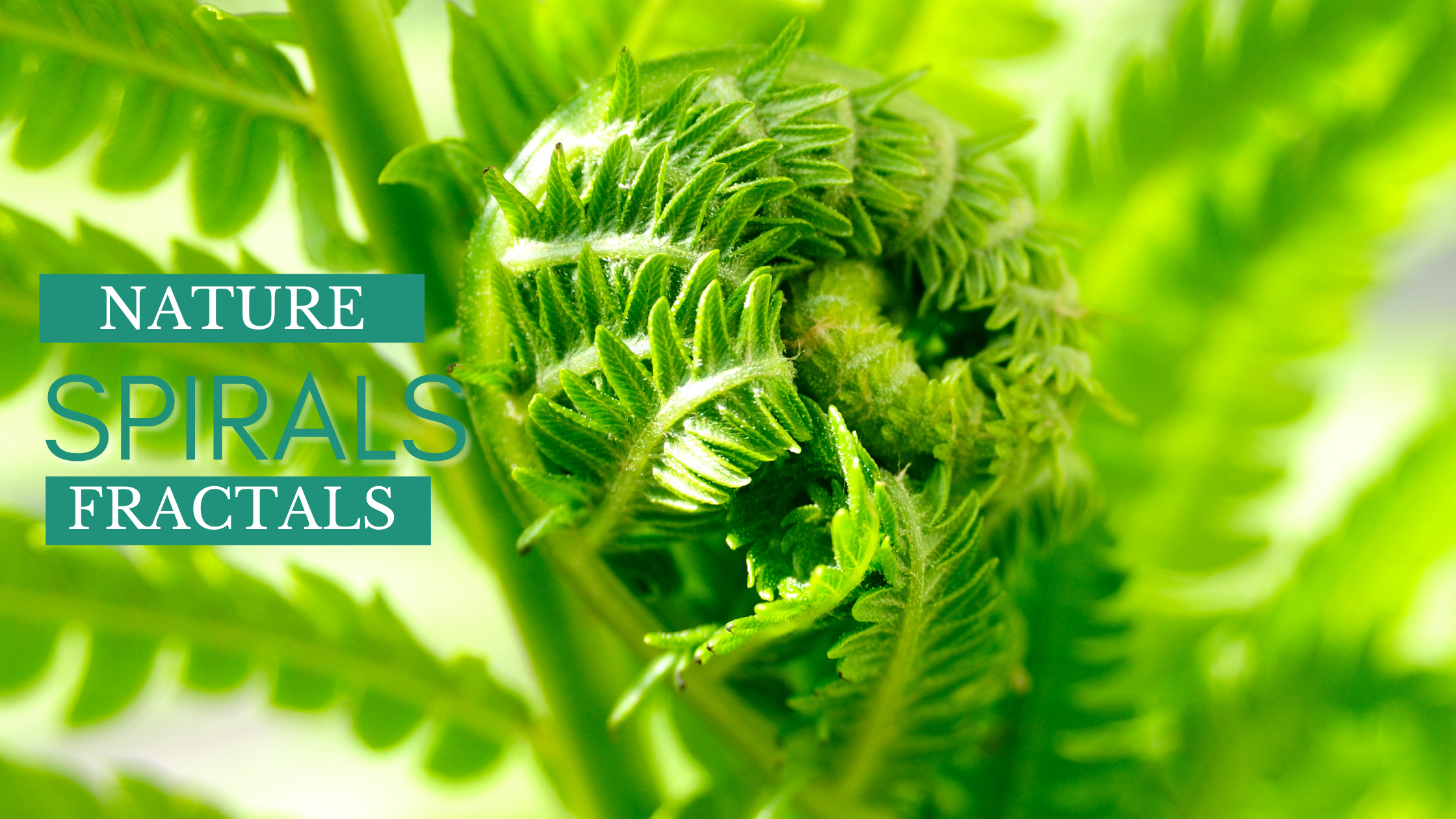Nature-Spirals-and-Fractals